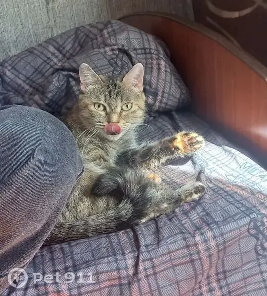 Пропала кошка, Сафьяновых, д. 5, Минусинск — жёлтые глаза - photo