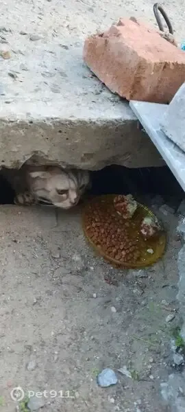 Кошка ищет дом, Район Краснооктябрьский (г Волгоград), Депутатская, Волгоград — домашняя, янтарные глаза - photo
