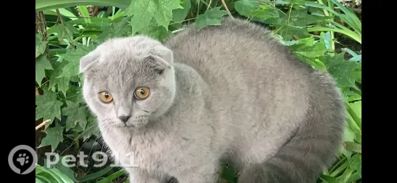Пропала кошка, Давыдова, д. 32, Владивосток — пепельного серо-голубого цвета - photo