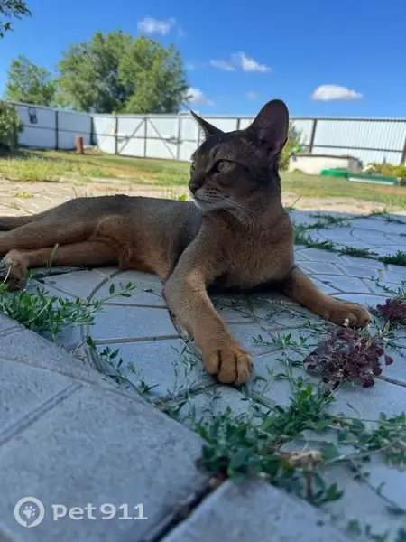 Пропала кошка, Поселок Марксовский — кот, ярко-рыжий и добрый - photo