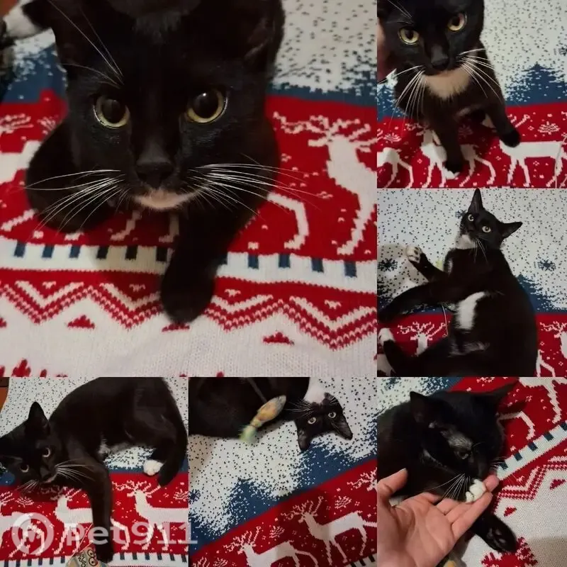 Найдена кошка, Кинешма — котёнок-девочка, 5 месяцев - photo