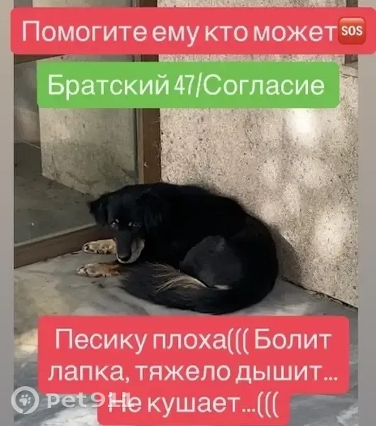 Найдена собака, Братский, Ростов-на-Дону — кобель, болит лапа, тяжело дышит - photo