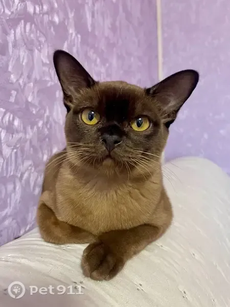 Пропала кошка, Киржач, Киржач — бурманская стерилизованная кошечка, 1,5 года - photo