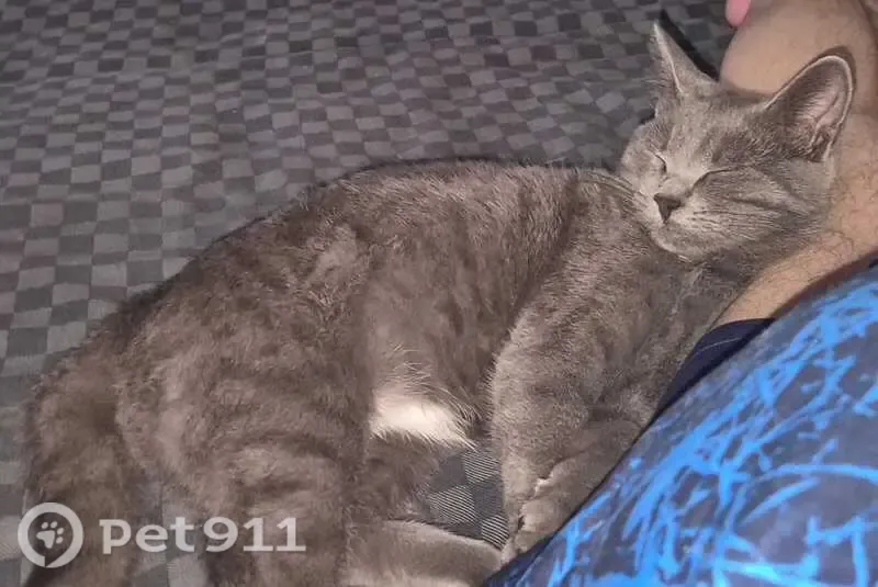 Пропала кошка, Азов — дымчатый котёнок 5 месяцев - photo