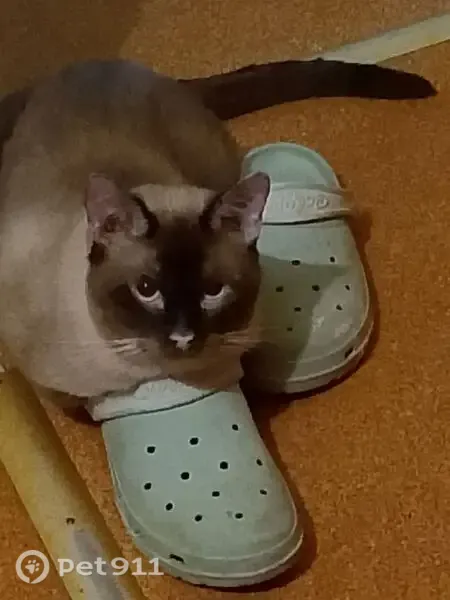 Пропала кошка, Деревня Энколово, Шоссейная, Энколово — самец, чёрный ошейник - photo