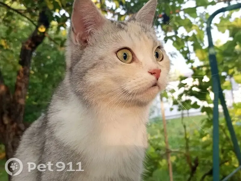Пропала кошка, Воронеж — девочка 6 лет, зовут Эля - photo