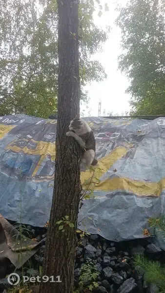 Пропала кошка, Полевая, д. 1, Калтан — бобтейл с хвостом-помпушкой - photo