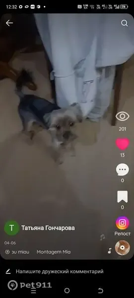 Пропала собака, Станица Новорождественская, Новорождественская — кобель - photo