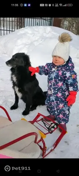 Пропала собака, кобель, Деревня Медвежьи Озёра (г Щёлково), Берег озера, д. 91А — уши обрезаны - photo