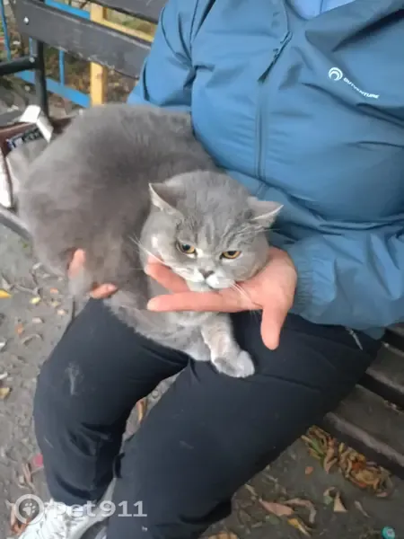 Пропала кошка, Руставели, д. 28, Челябинск — девочка, найдена на Пограничной, 19 - photo