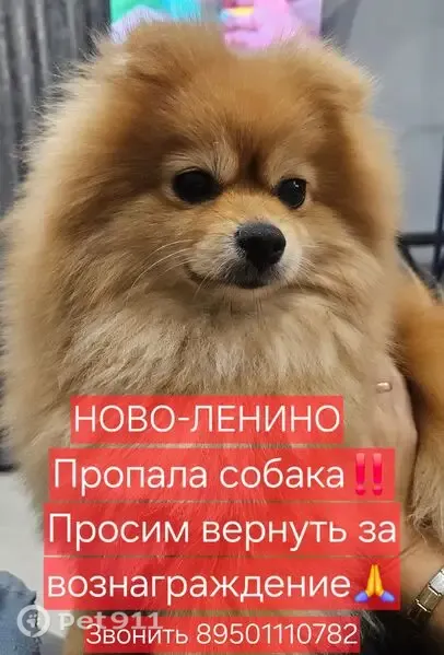 Пропала собака, Район Ленинский (г Иркутск), Рабоче-крестьянская, д. 64, Иркутск — подогнутые уши - photo
