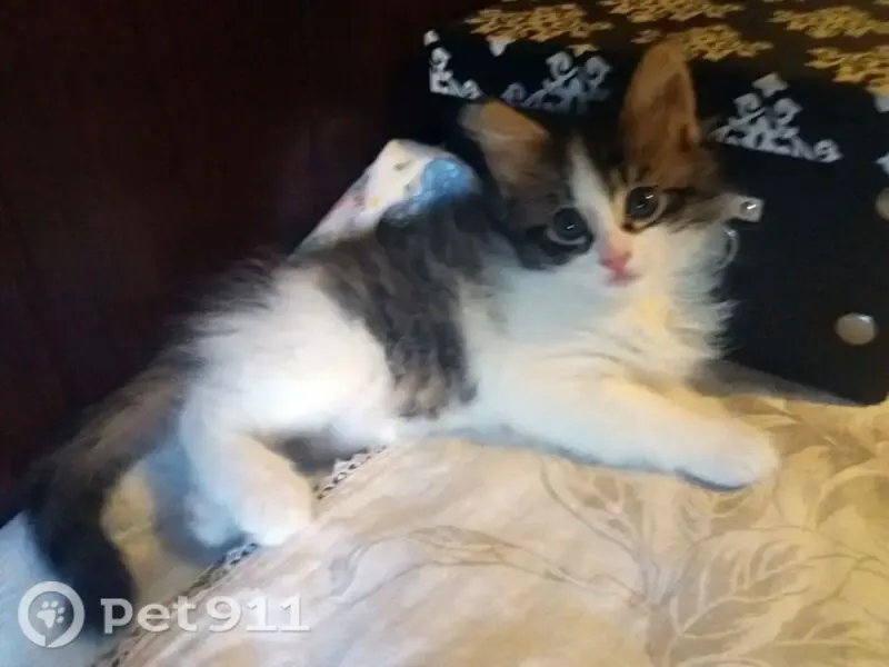 Кошка ищет дом, Лыткарино, 3А, д. 6, Лыткарино — приучены к лотку - photo