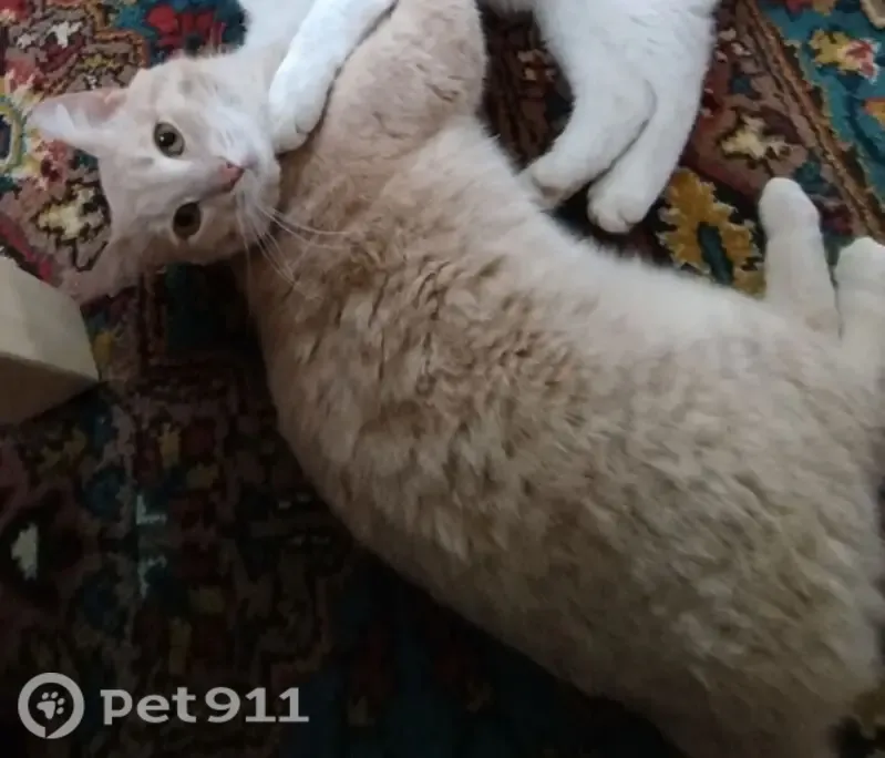 Пропала кошка, Муравленко, Школьная, д. 24, Муравленко — откликается на кличку - photo