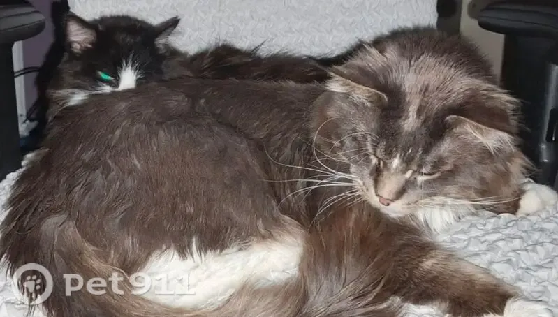 Пропала кошка, Екатеринбург, Громова, д. 26, Екатеринбург — большой кот-полу-мейнкун - photo