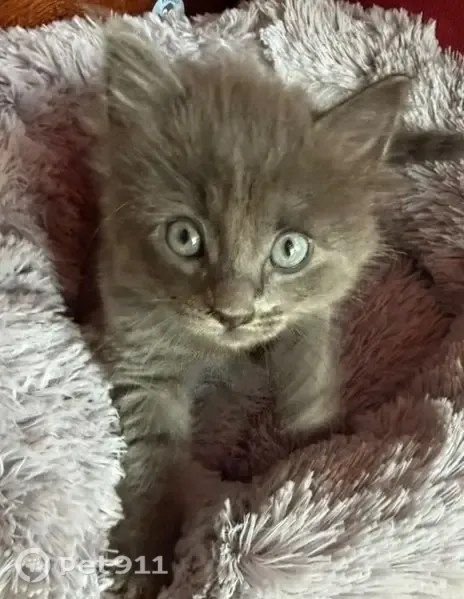 Пропала кошка, Госпитальная, д. 221, Майкоп — котёнок 3 месяца - photo