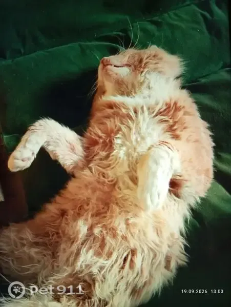 Пропала кошка, Кондопога, Нигозерский, Кондопога — кот - photo