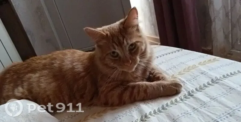 Пропала кошка, Район Адлерский внутригородской (г Сочи), Изумрудная, д. 28, Сочи — крупная, кастрированная - photo