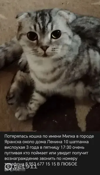 Пропала кошка, Территория Яранское городское поселение — вислоухая шотландка с жёлтыми глазами - photo