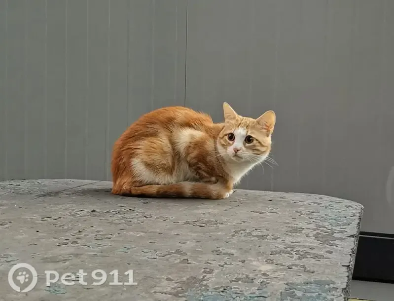 Пропала кошка Мальчик, Звенигород (rl1259719) - photo