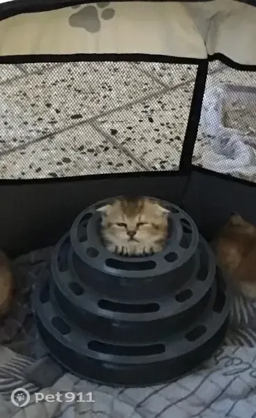 Пропала кошка, Махачкала — вислоухий котёнок золотой шиншиллы - photo