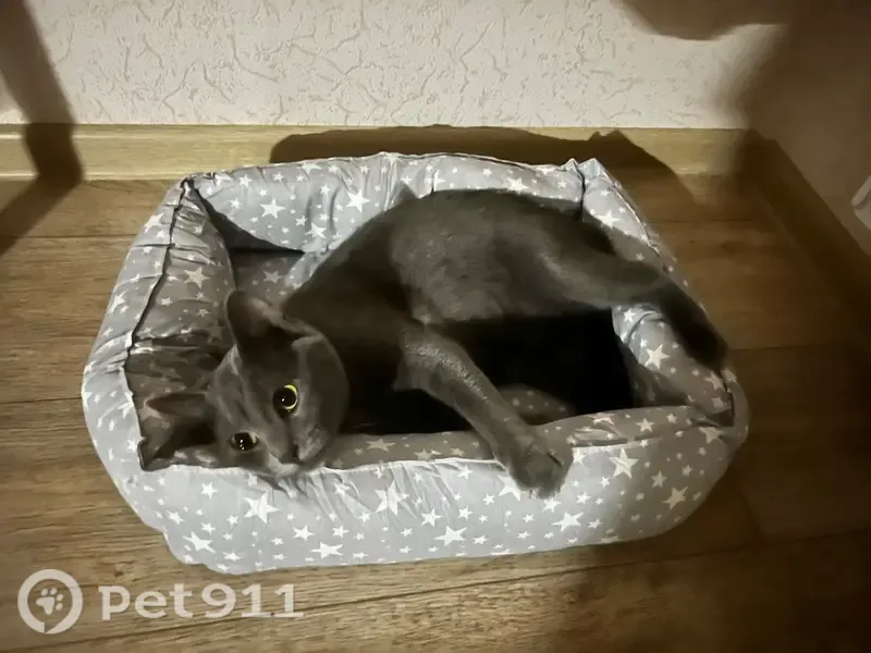 Пропала кошка, Село Ямное, Генерала Сысоева, д. 2/8, Ямное — серый, худощавый кот - photo