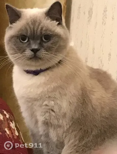 Пропала кошка, Равнинная, Мариуполь — спокойная, контактная - photo