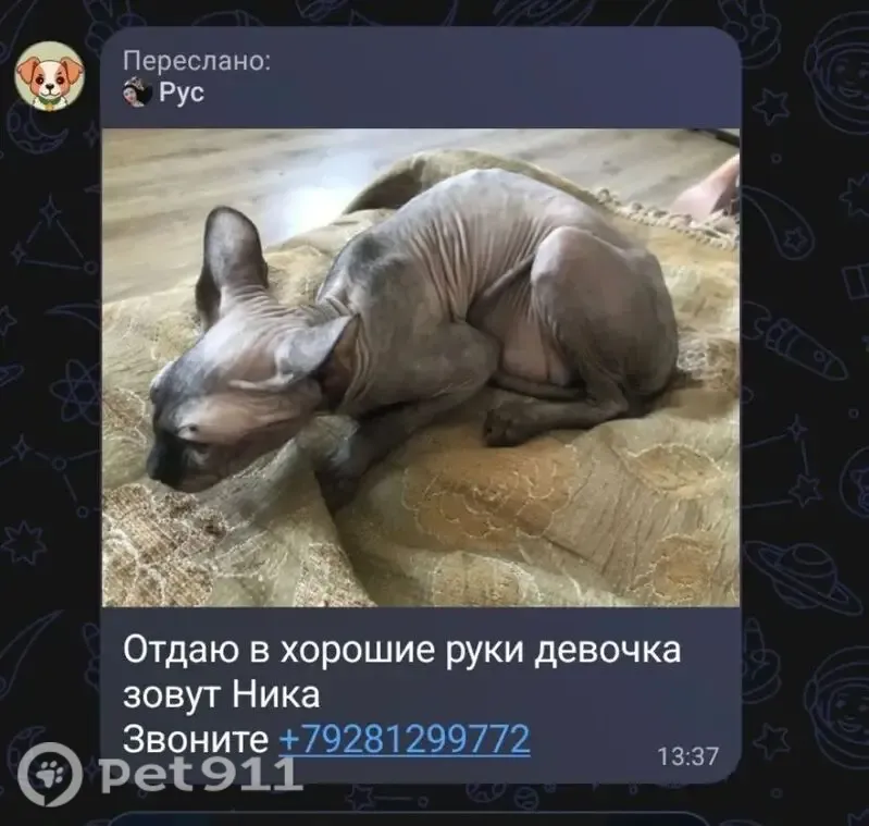 Кошка ищет дом, Аксай - photo