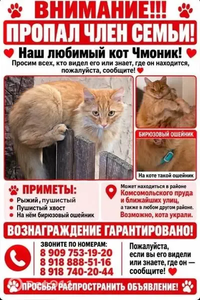 Пропала кошка, Ставрополь — рыжая и пушистая, бирюзовый ошейник - photo