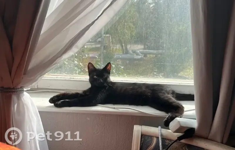 Кошка ищет дом, Район Филимонковский (г Московский), д. 18, Московский — чёрный котёнок, приучен к лотку - photo
