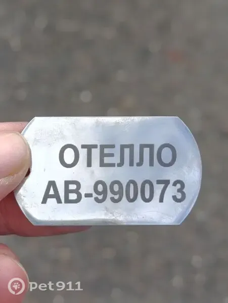 Найдена собака, Киевская, д. 50В, Калининград — бегает и мечется на остановке - photo