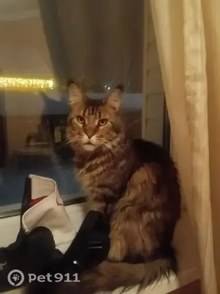 Пропала кошка, Домодедово, Строителей, Домодедово — кот породы мейн-кун, 6,5 лет - photo
