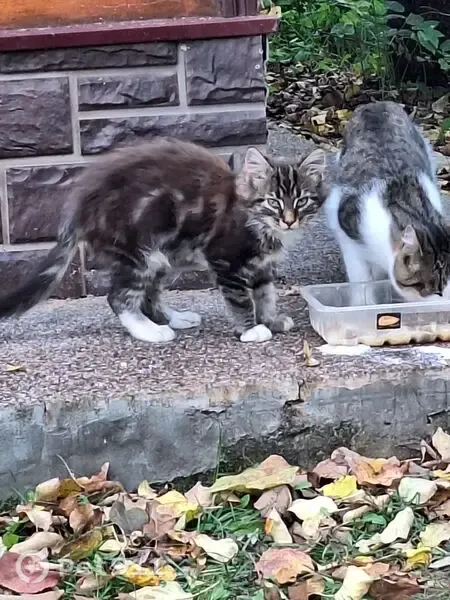 Найдена кошка, Деревня Труфановка (г Одинцово), Одинцово — котёнок около 4 месяцев - photo