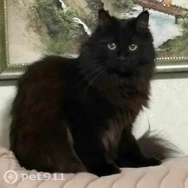 Пропала кошка, Путиловская, д. 2а, Воронеж — крупный чёрный кот - photo