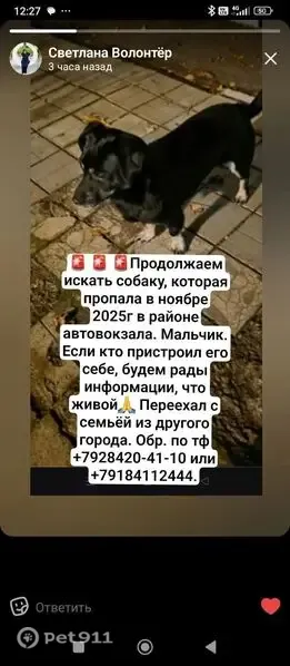 Пропала собака Мальчик, Ейск (rl1261262) - photo