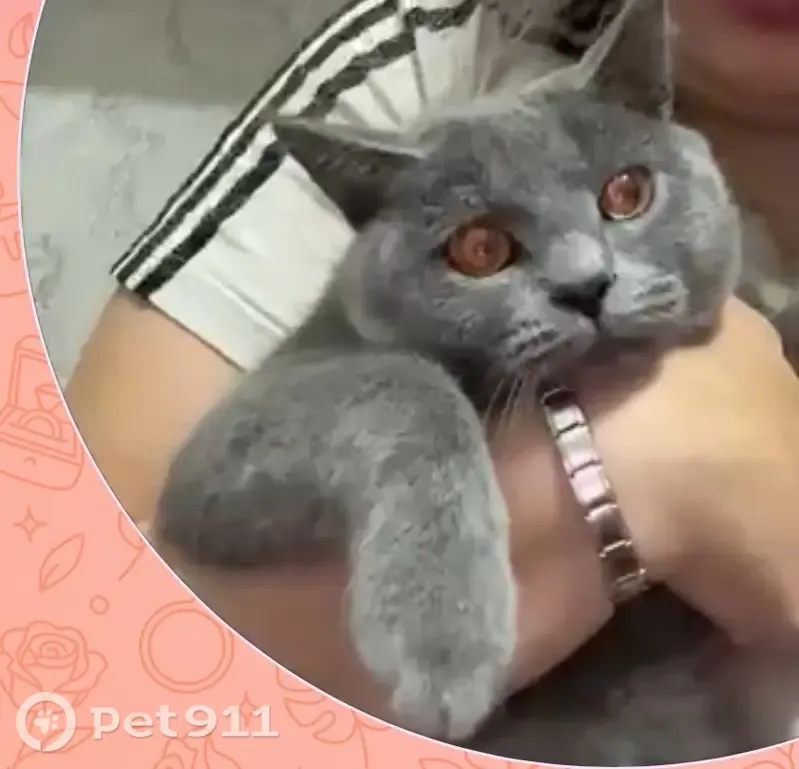 Пропала кошка, Район Куйбышевский, Иркутск — британский кот - photo