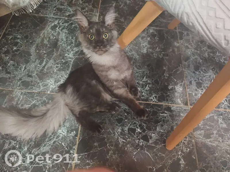 Пропала кошка, Микрорайон Дорожный, д. 36 — дымчато-серая мейн-кун - photo