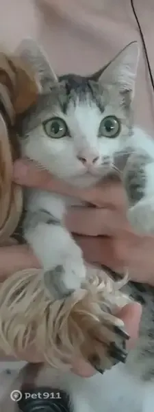 Пропала кошка, Тракторстроя, д. 3, Астрахань — на мордочке коричневое пятнышко - photo
