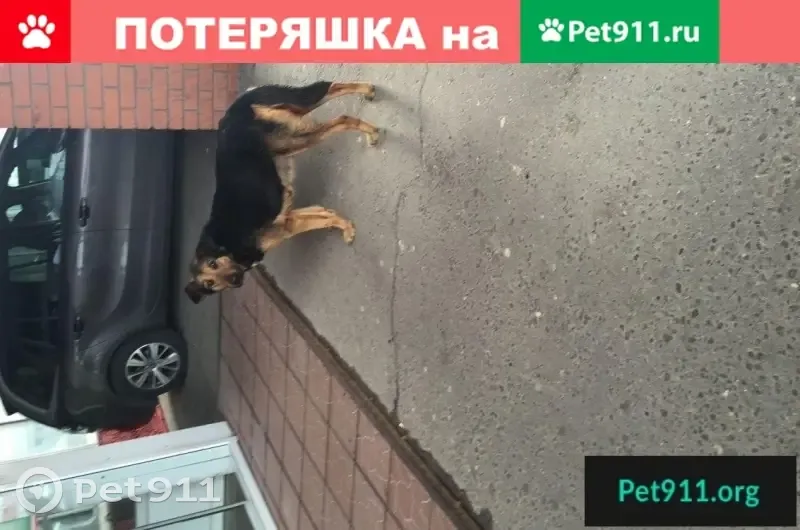 Найдена собака девочка в ошейнике в м. Румянцево