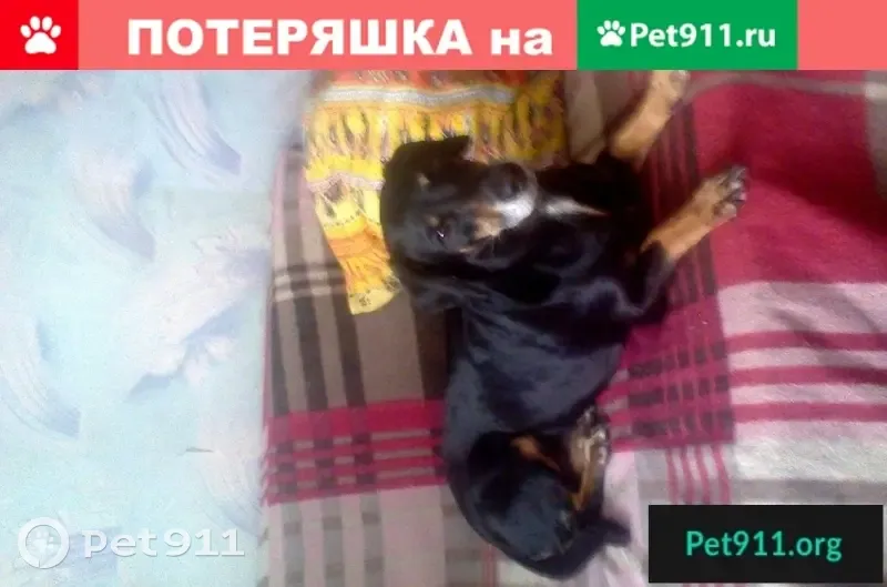 Пропала собака с желтым ошейником на ул. Труда, Челябинск