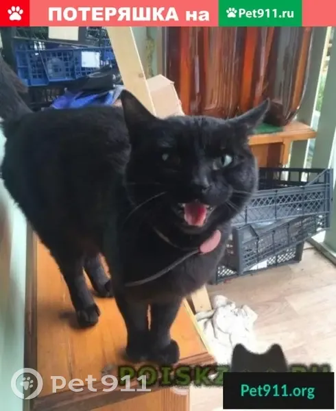 Найдена молодая черная кошка с зелеными глазами в Подольске, микрорайон Климовск