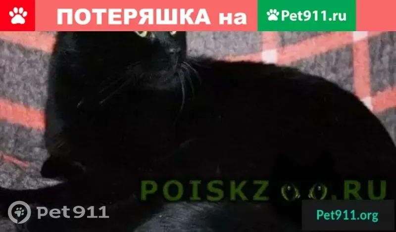 Пропал кот в Подольске на ул. Победы, 23 - photo