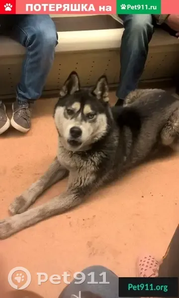 Пропала собака в Москве, ищут хаски в Сокольниках - photo