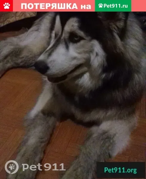 Найдена собака в Ленинском районе Нижнего Новгорода