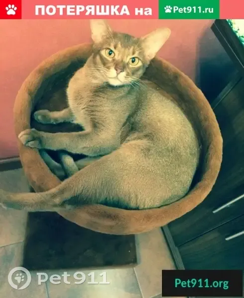 Пропала абиссинская кошка в Сенеже, вознаграждение за поимку.