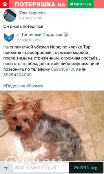 Пропала собака в Подольске на улице Силикатной - photo