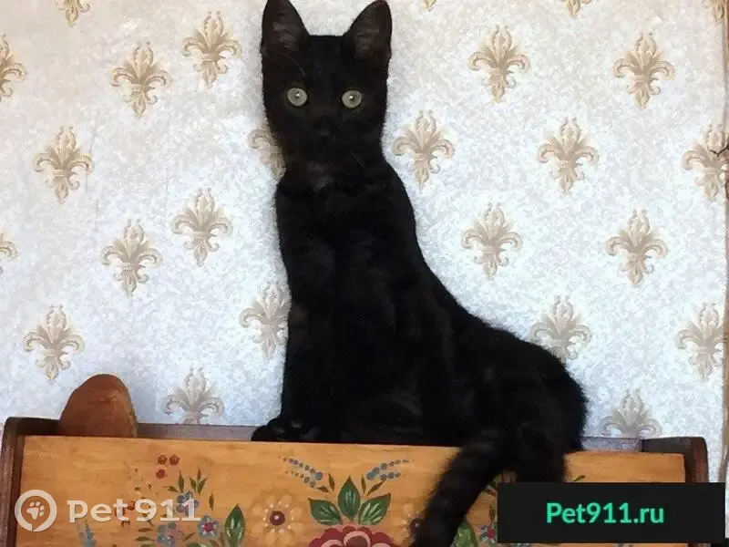 Пропал черно-тигровый котенок с выпирающими клыками, адрес: Лисенки. - photo