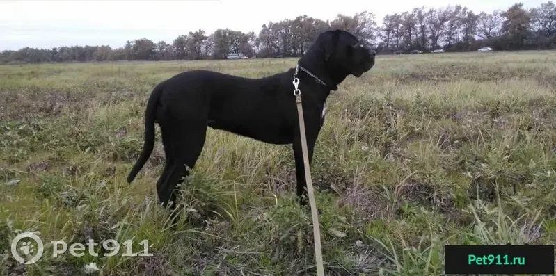 Пропала собака в п. Краснодарский, ищем Руну! - photo