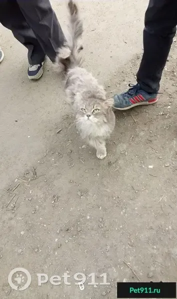 Найдена ласковая кошка на Комсомольском проспекте, 37А