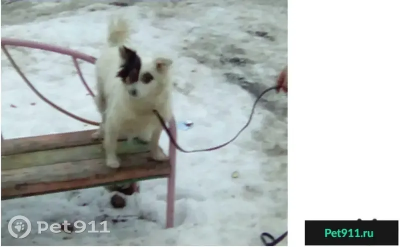 Найдена белая собачка в Казани на ул. Академика Лаврентьева