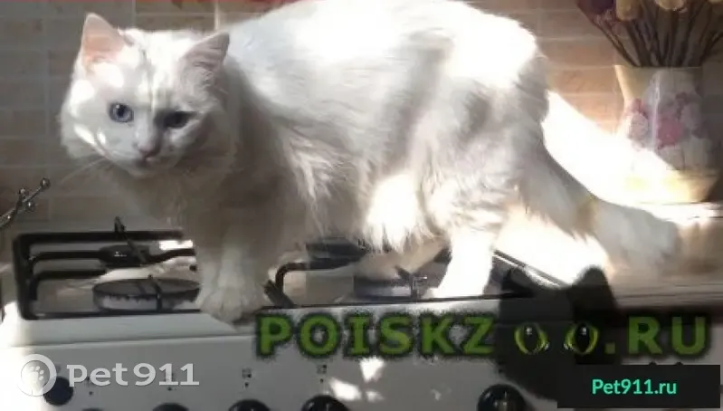Пропал белый кот с голубыми глазами в районе Красноармейского переулка, награда гарантирована! - photo
